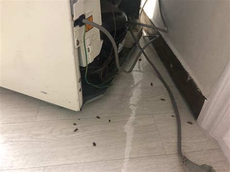 바퀴벌레 냉장고